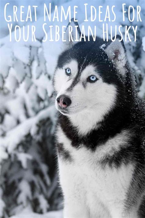 cute names for husky|alaskan husky names female.